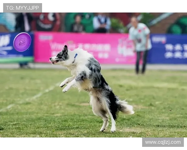 北京飞盘队在极限运动世界杯中的拼搏历程与荣耀时刻分享